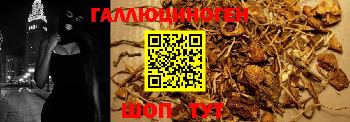 Псилоцибиновые грибы Cubensis Мыски
